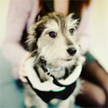 Close up of dog